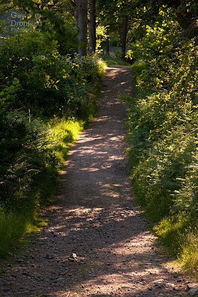 footpath running through verdant low wood in eskdale in summer