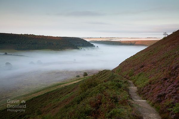 atmospheric dawn mist in the Hole of Horcum with heather in flower
