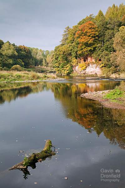 Lacys Caves in cliffs above River Eden in autumn woodland from the river bank with log in the foreground