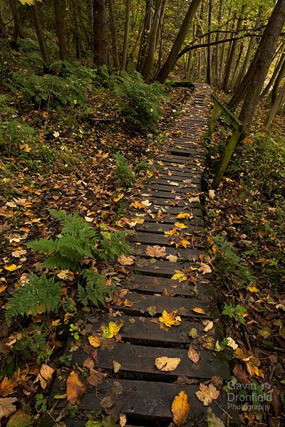 path made of duckboards in muddy tib wood in autumn