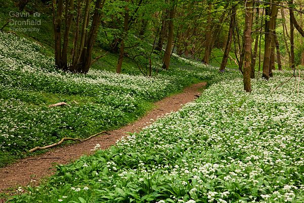 white ramson flowers in robin hoods howl woodland in spring