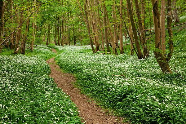Robin Hoods Howl path through flowering ramsons in verdant beech woodland in spring