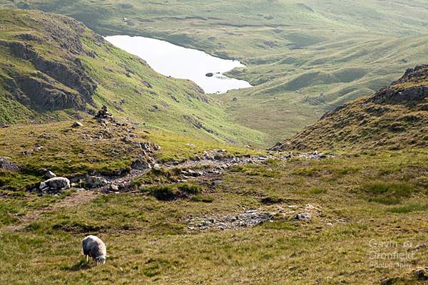 looking down to codale tarn and grazing sheep from easedale path
