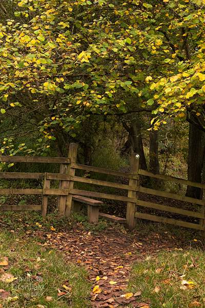 wooden stile leading into tib wood and autumn beech trees