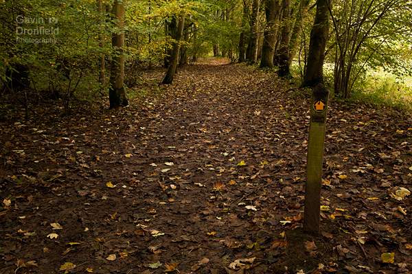 wide footpath in tib wood covered with fallen autumn leaves