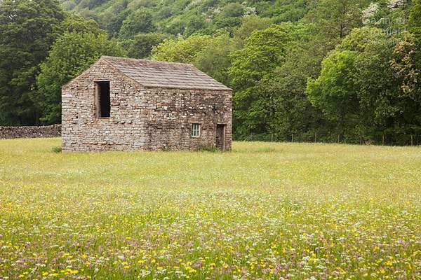 dry stone barn in flowering wildflower meadow near Muker