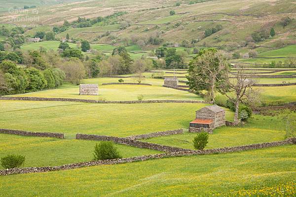Muker barns in yellow summer swaledale meadows