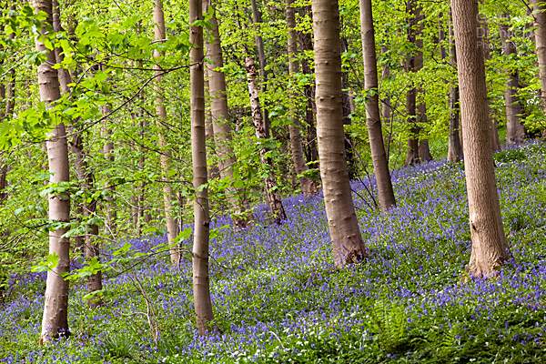 coppiced beech wood and bluebells at Robin Hoods Howl