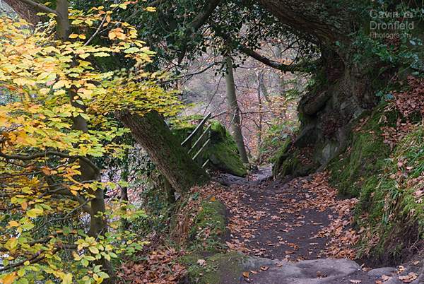 footpath near The Strid in autumnal Strid Woods
