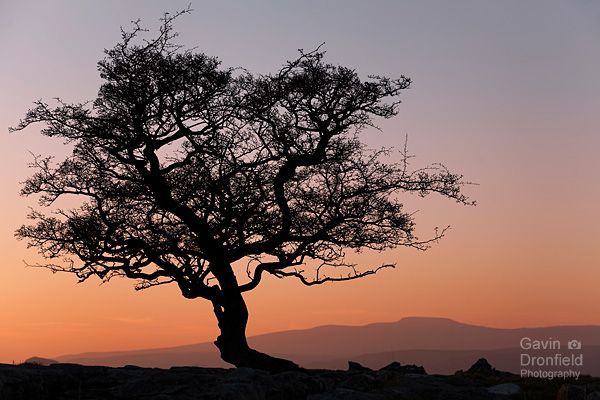 winskill aged hawthorn tree silhouetted against colourful sky during red sunset over Ingleborough