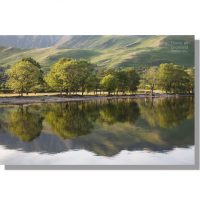 Summer Buttermere ash and oak tree reflections