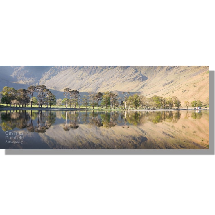 Buttermere Scots Pines dawn reflection panorama with char hut
