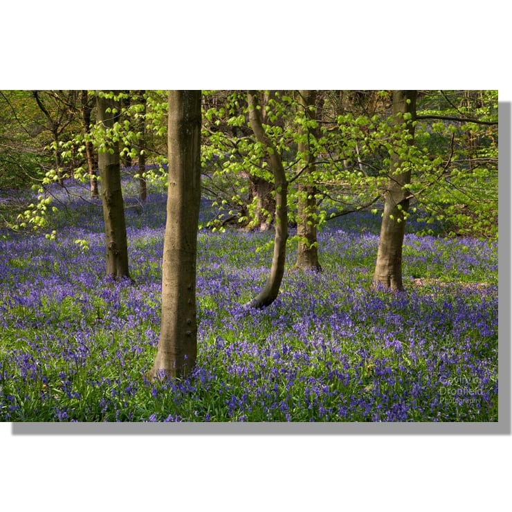 Middleton Woods bluebells in flower among beech trees