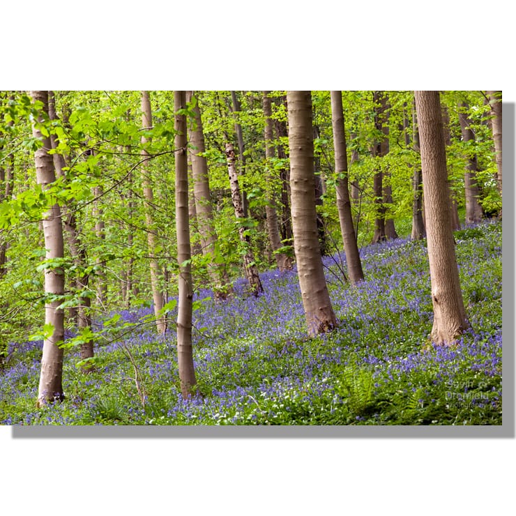 coppiced beech wood and bluebells at Robin Hoods Howl