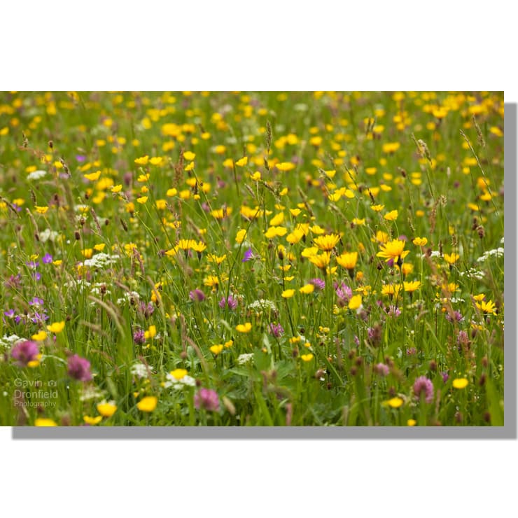 Muker wildflower meadows buttercups, red clover, yellow rattle, hawksweed