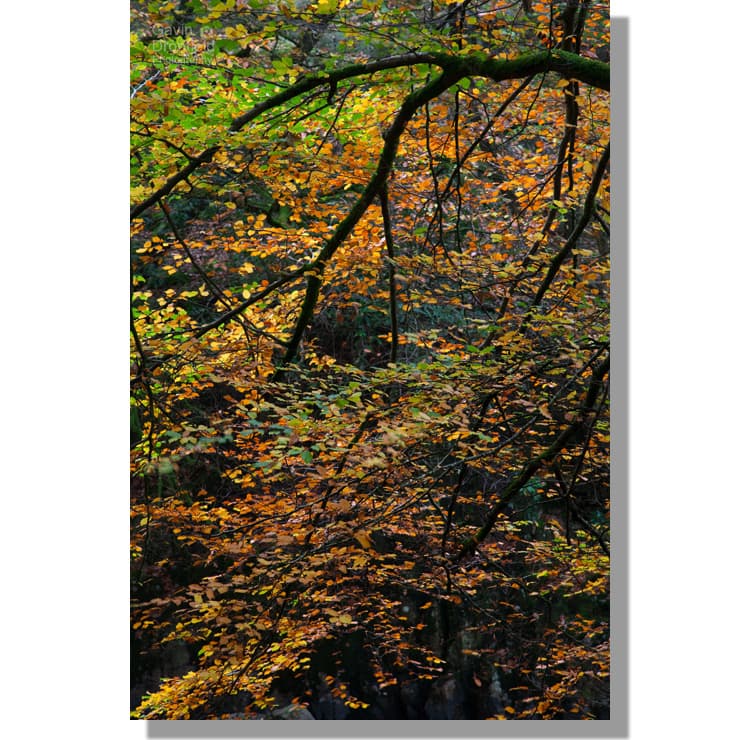 golden Eskdale beech tree in autumn