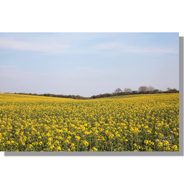 Thorn Dale field of rapeseed crop in flower under blue skies
