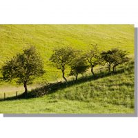 line of hawthorn trees in verdant bradeham dale