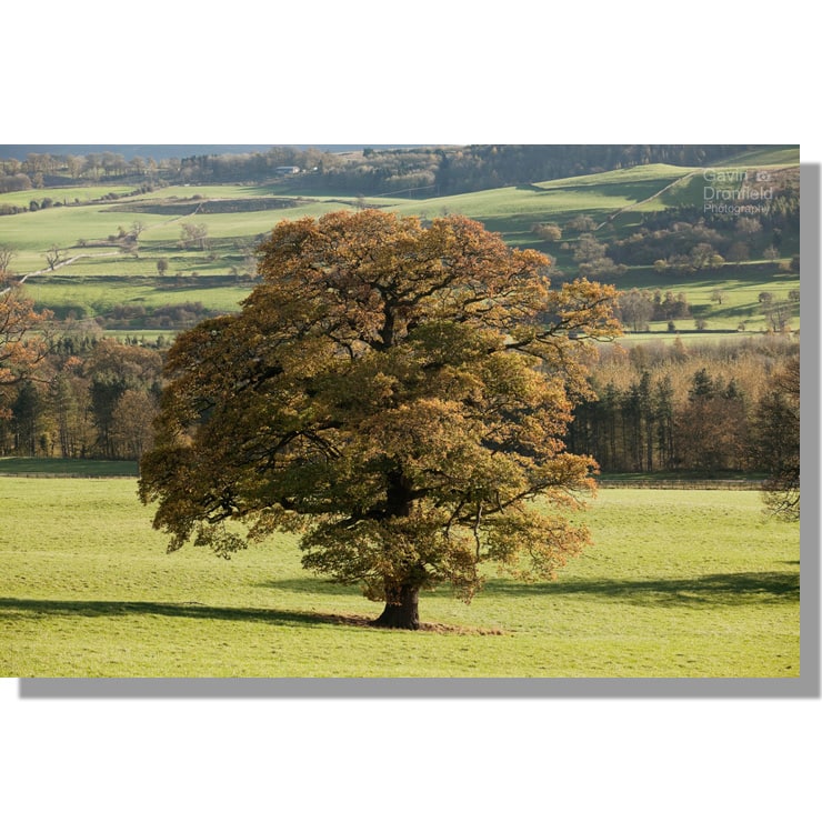 majestic oak tree in autumn in wensley park