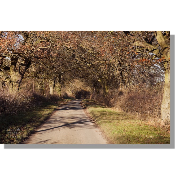 birdsall wold minor road under avenue of autumn oak trees