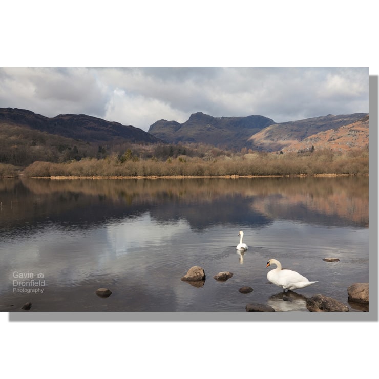 two mute swans on a calm elter water lake under cloudy skies with langdale pikes as backdrop