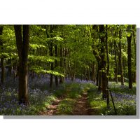 track through bluebells in flakebridge wood beech woodland in spring