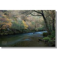 river derwent flowing through dark atmospheric low hows wood in autumn