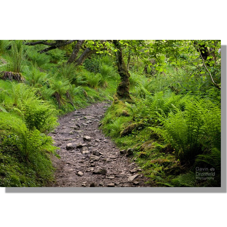 pennine way track running through rich verdant woodland ferns in summer near keld