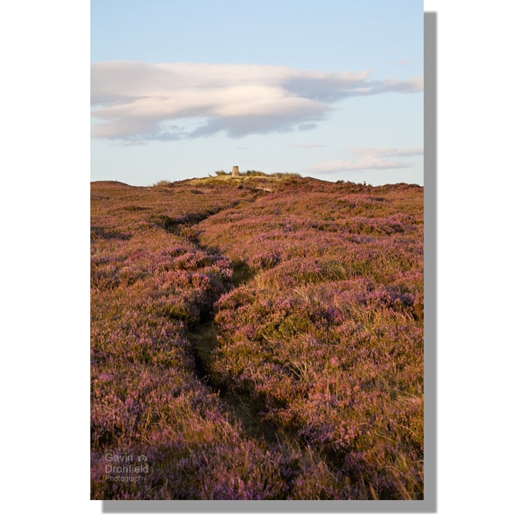 footpath through flowering heather to trig point on round hill summit on sunny summer day
