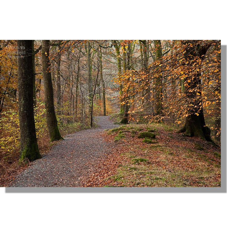 path leading through penny rock wood surrounded by yellow-leaved beech trees in autumn with red coloured leaf litter on the ground