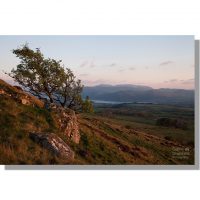 hawthorn tree surrounded by boulders on binsey slopes overlooking bassenthwaite lake under pink coloured clouds at sunset