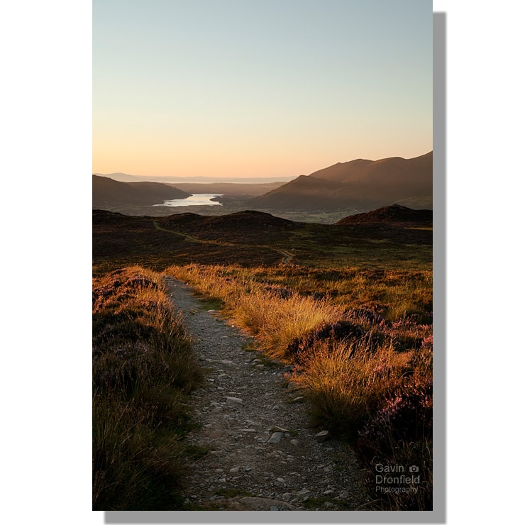 footpath from high seat summit heading to borrowdale through heather in flower at sunset with bassenthwaite lake in distance