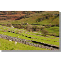 lambs and ewes in springtime green meadows bounded by dry stone walls near yockthwaite in upper wharfedale