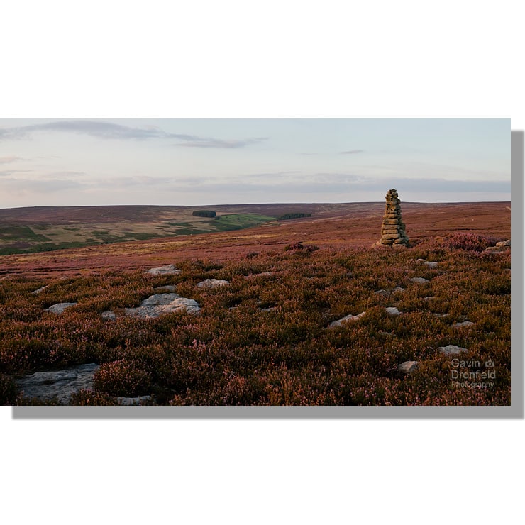 iron howe burial mound on cow ridge amidst purple heather in flower panorama above bilsdale during august sunset